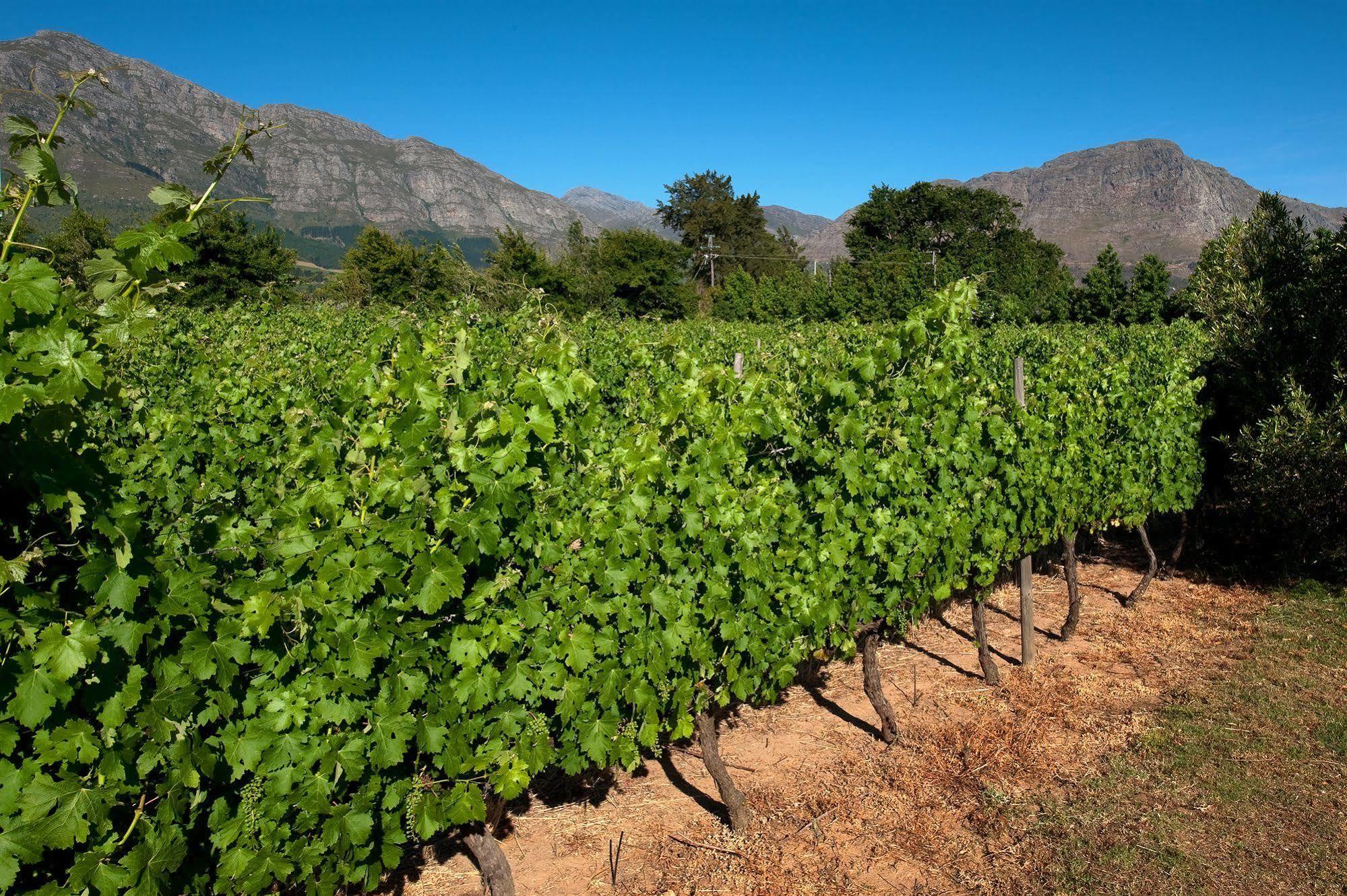 La Galiniere Guest Cottages Franschhoek Εξωτερικό φωτογραφία
